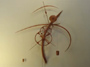 Wooden Wall Clock